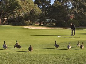 Royal Hobart Golf Club - Attractions Perth