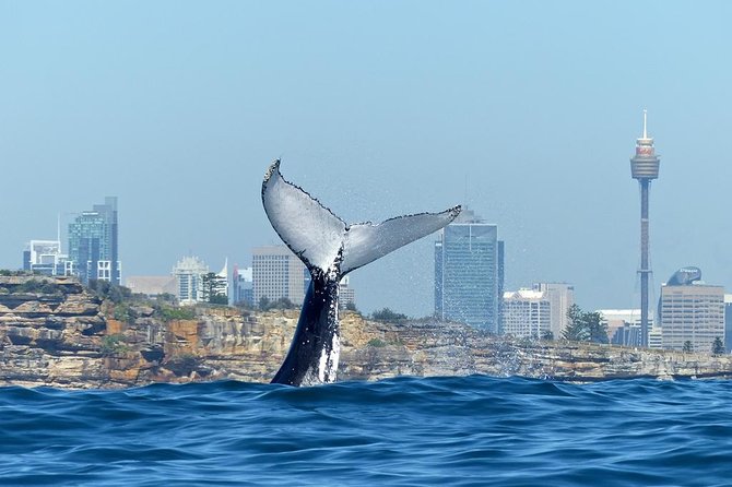 Small-Group Luxury Sydney Whale Watching Cruise - Attractions Perth