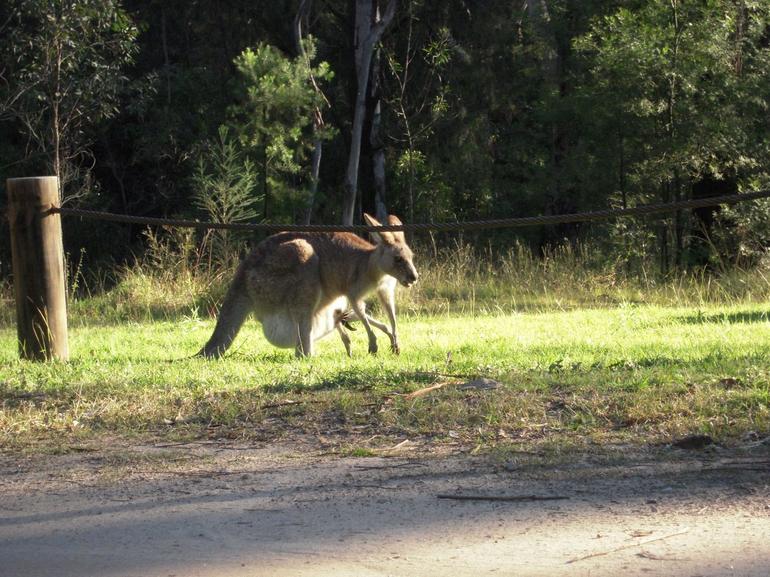 Blue Mountains Deluxe Small-Group Eco Wildlife Tour From Sydney - Attractions Perth