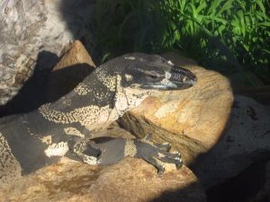 Armadale Reptile Centre - Attractions Perth